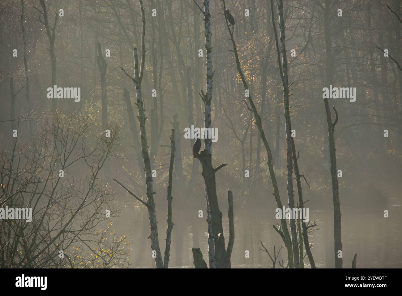 Deux cormorans perchés haut dans des arbres sans branches parmi d'autres arbres avec une lumière brumeuse douce soulignant les feuilles d'automne au-dessus d'une zone d'eau calme Banque D'Images