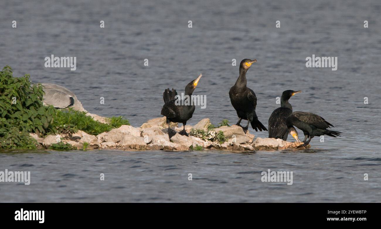 Quatre cormorans dans diverses poses debout sur un affleurement rocheux, avec du héron presque caché par la végétation, et entouré d'eau douce Banque D'Images