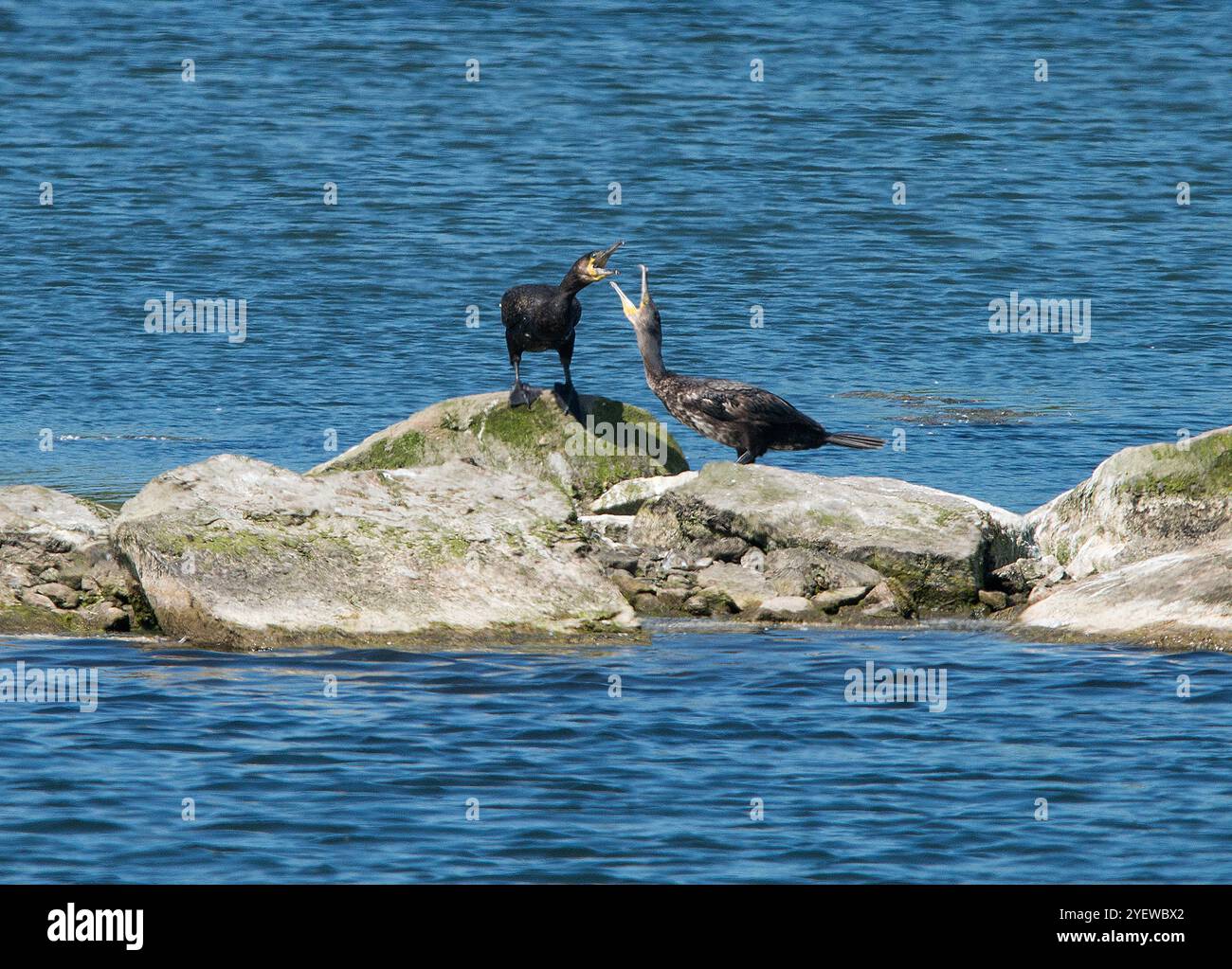 Cormorans adultes et juvéniles se faisant face et s'appelant alors qu'ils se tiennent debout sur un affleurement de rochers entourés d'eau douce dans une bonne lumière Banque D'Images