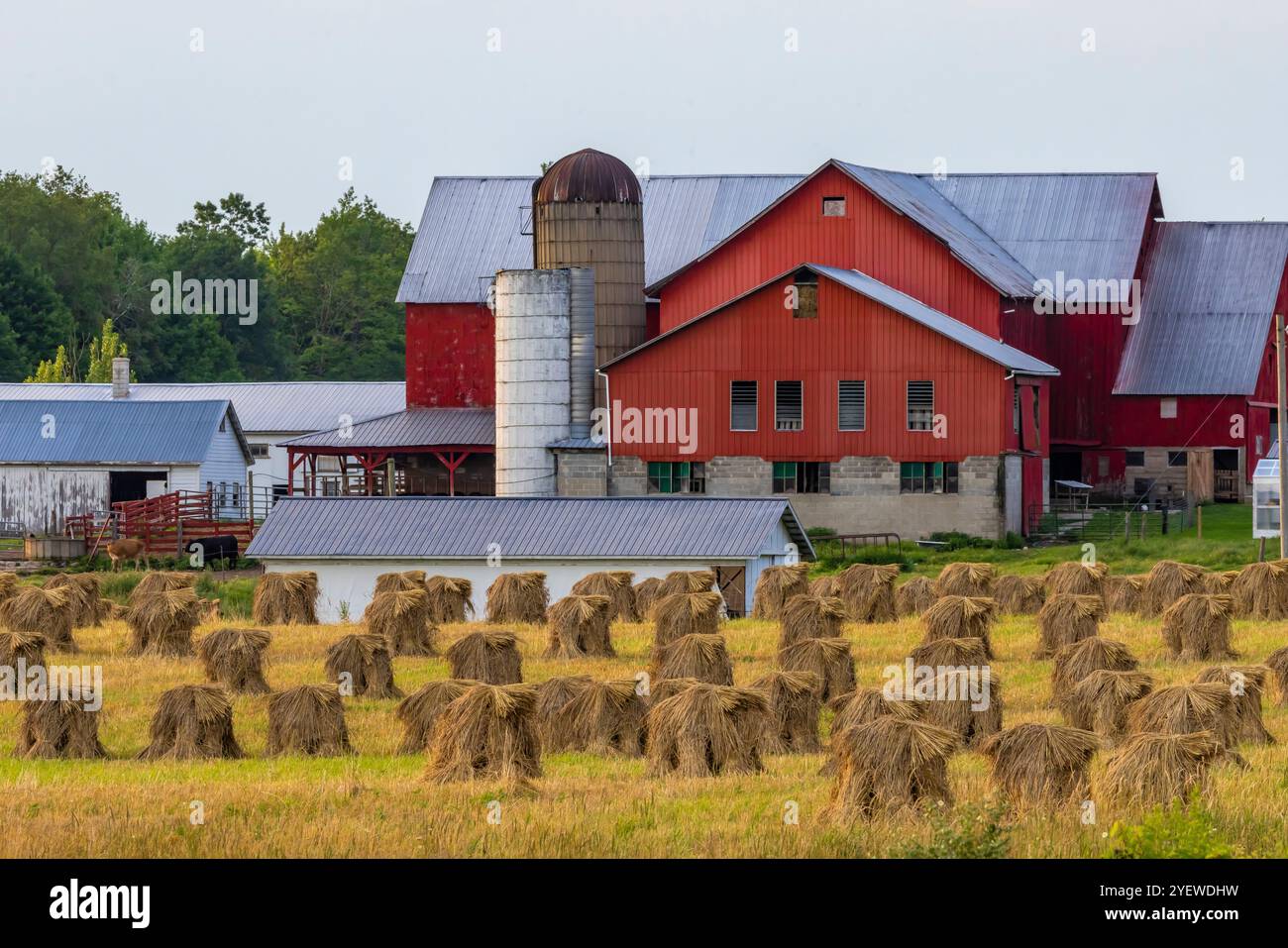 Amortisseurs de blé amish empilés près d'une grange dans le comté de Mecosta, Michigan, États-Unis [pas de communiqués ; licence éditoriale uniquement] Banque D'Images