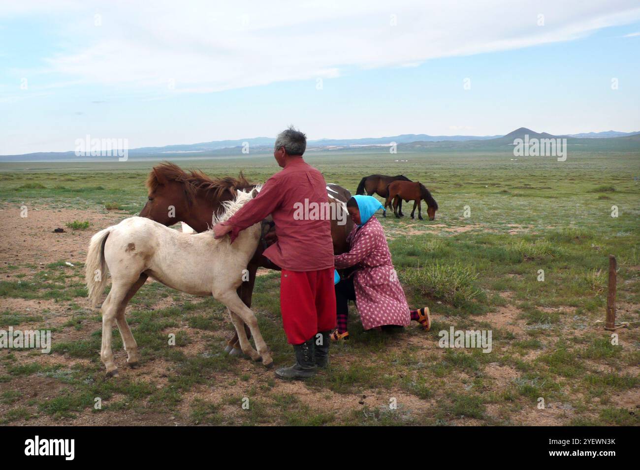 Vie quotidienne. Traite. Nomades mongoles. Mongolie Banque D'Images