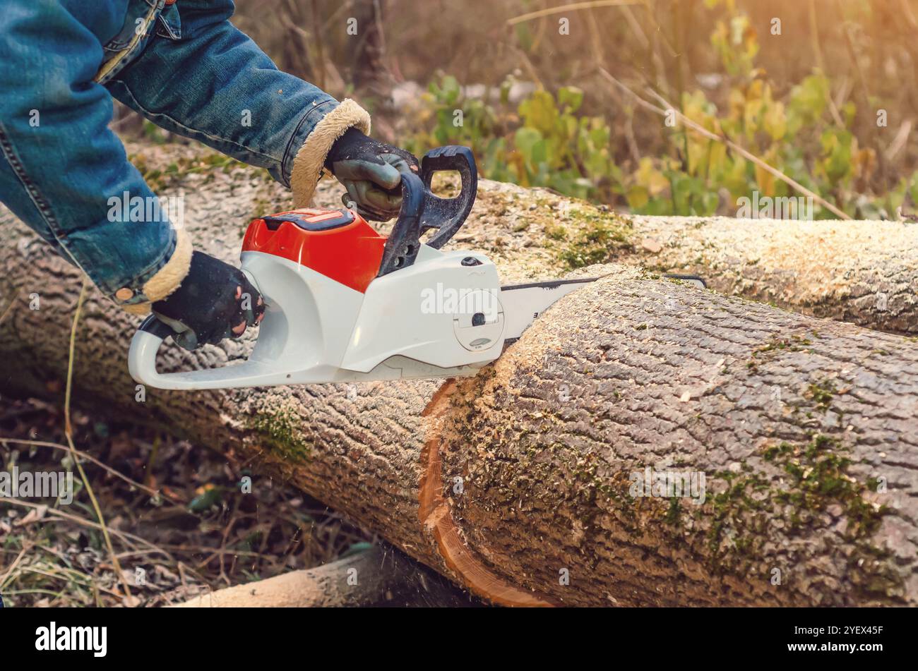 Travailleur forestier sciant un grand arbre tombé avec une tronçonneuse Banque D'Images