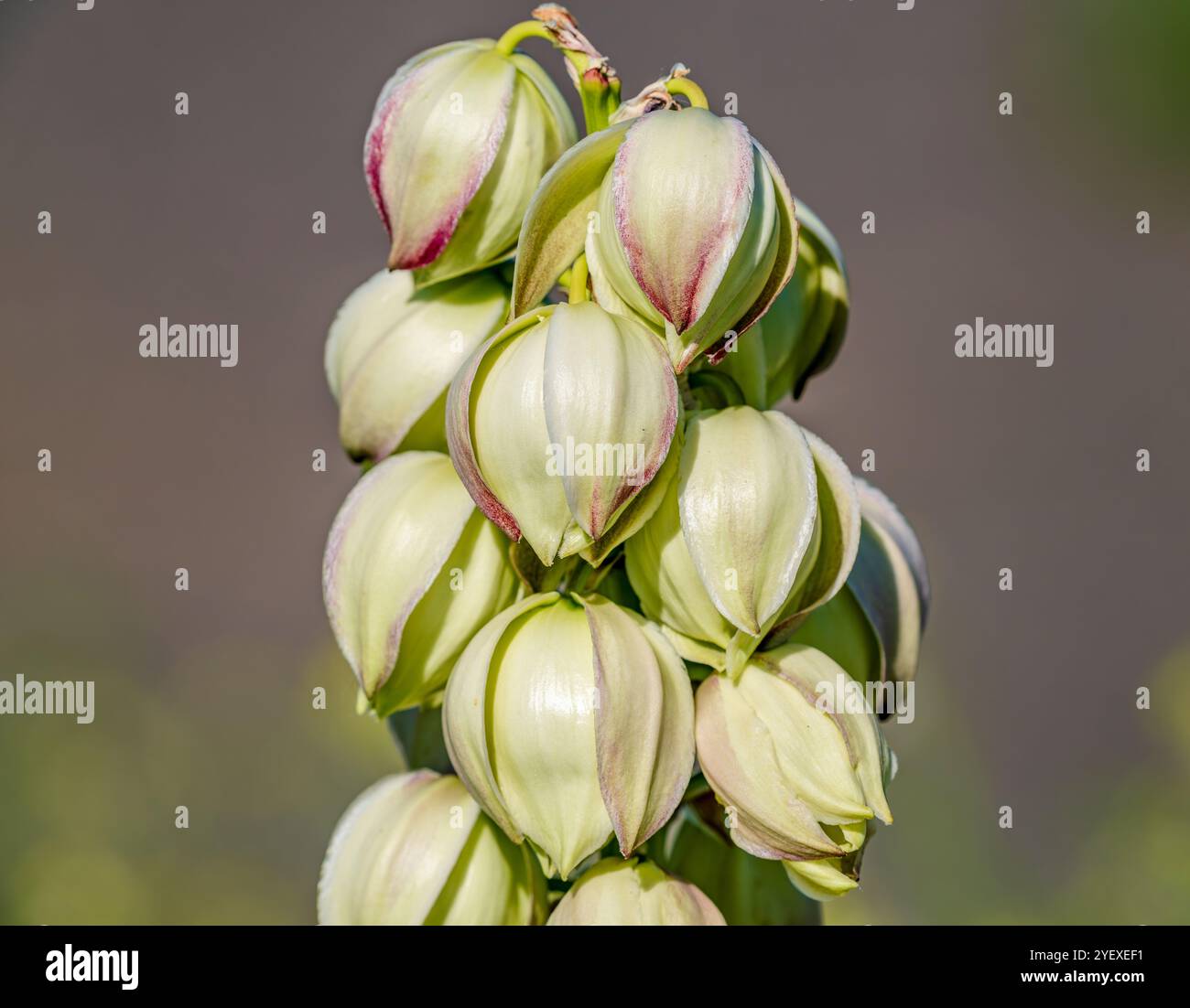 Gros plan de la tige de la plante Yucca glauca, communément appelée Soapweed Yucca avec des fleurs en forme de cloche de couleur crème pendant sa saison de floraison au début de juin. Banque D'Images