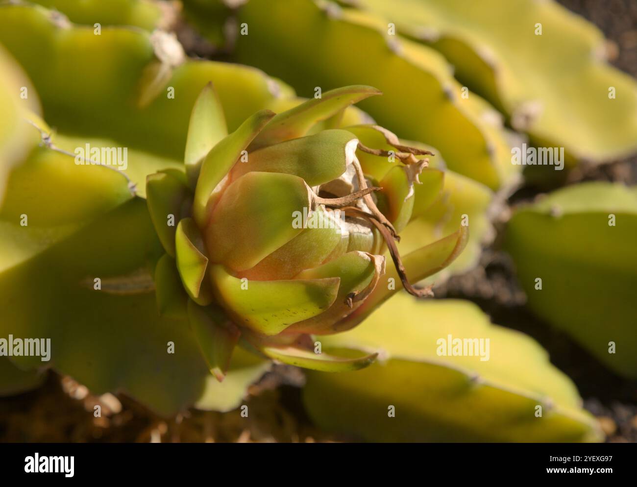 Formation de fruits pitaya sur une tige de cactus Selenicereus Banque D'Images