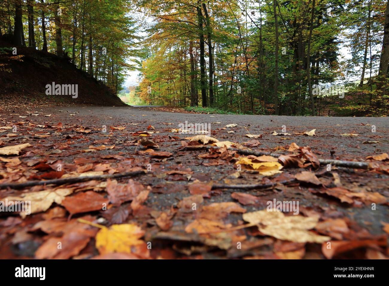 Les feuilles de chute humides sur la route peuvent être dangereuses pour les véhicules, les cyclistes et les piétons Banque D'Images
