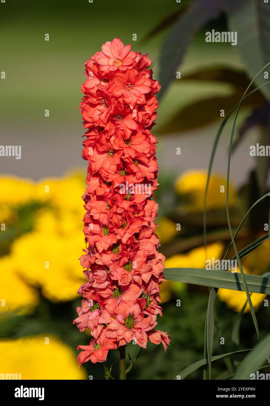 Red Lark (Delphinium, Red Lark) dans un jardin de fleurs avec des fleurs de couleur corail tout le long de sa tige verticale. Vue rapprochée avec détails floraux. Banque D'Images
