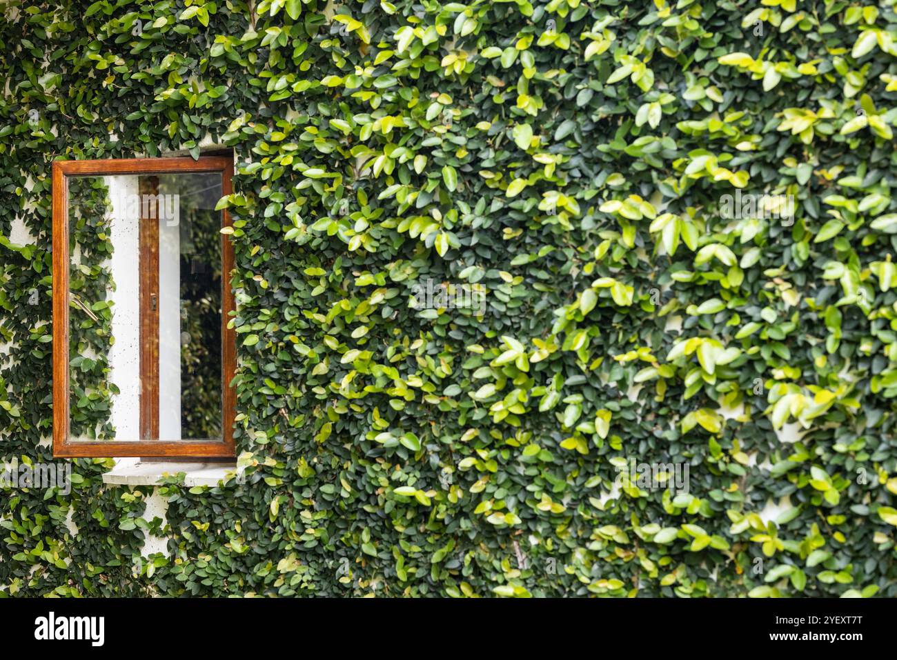 Fenêtre en bois entourée de lierre vert luxuriant sur le mur extérieur, espace copie Banque D'Images