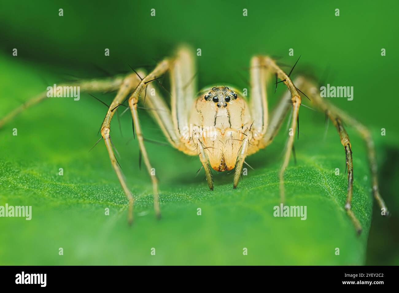 Gros plan d'une araignée lynx debout sur une feuille verte éclatante, mettant en valeur ses caractéristiques complexes et ses jambes délicates, la macro photographie et n'ont pas de gène Banque D'Images