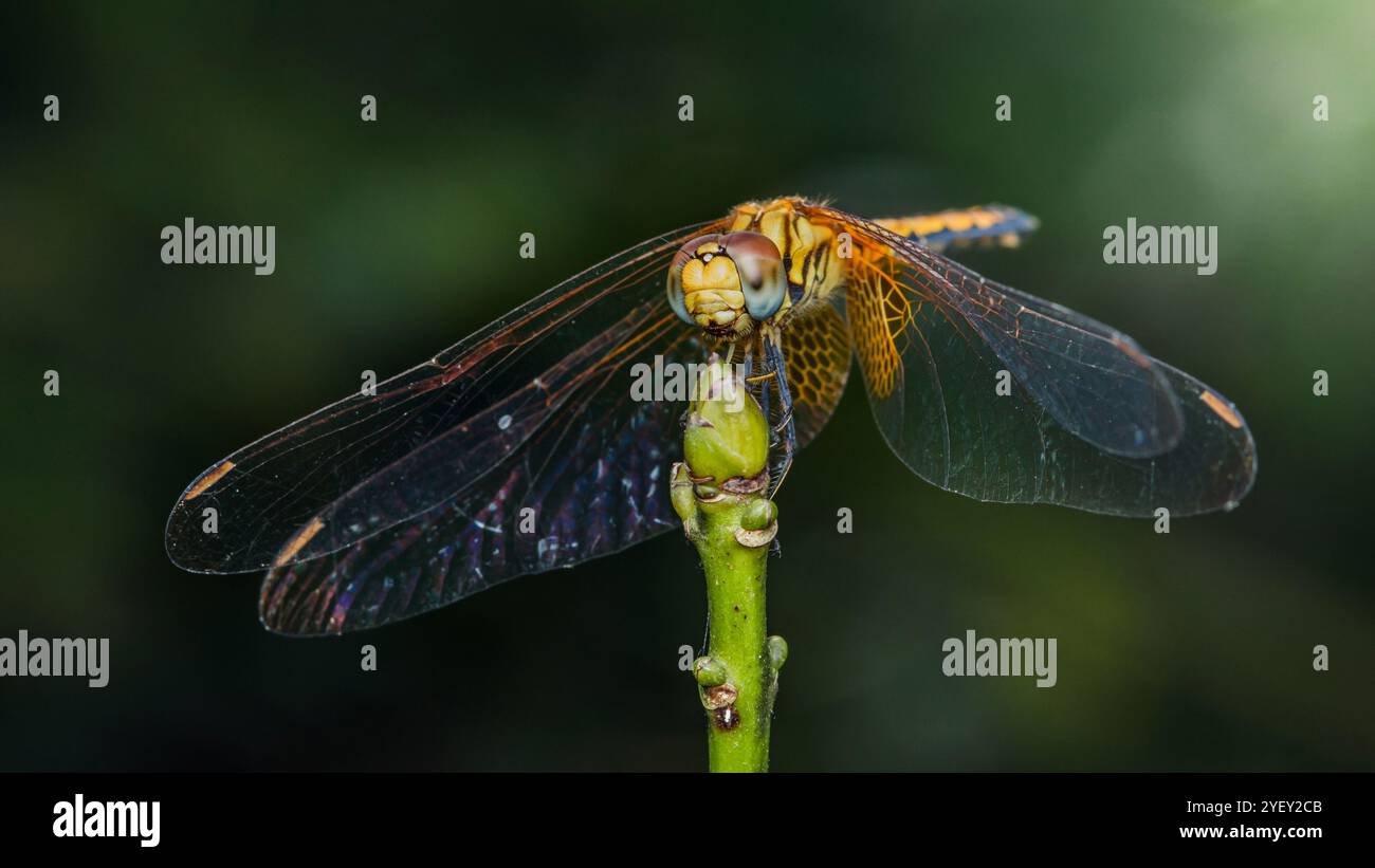 Gros plan d'une libellule reposant sur une brindille, affichant ses ailes complexes et son corps coloré sur un fond naturel flou, macro photographie et Banque D'Images