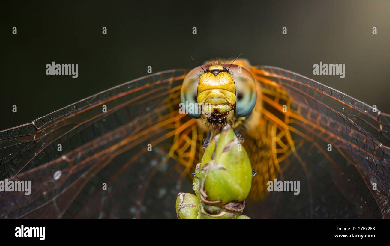 Gros plan d'une libellule perchée sur une brindille, mettant en valeur ses grands yeux à facettes et ses ailes délicates, sa macro photographie et n'ayant pas été générée par l'IA. Banque D'Images