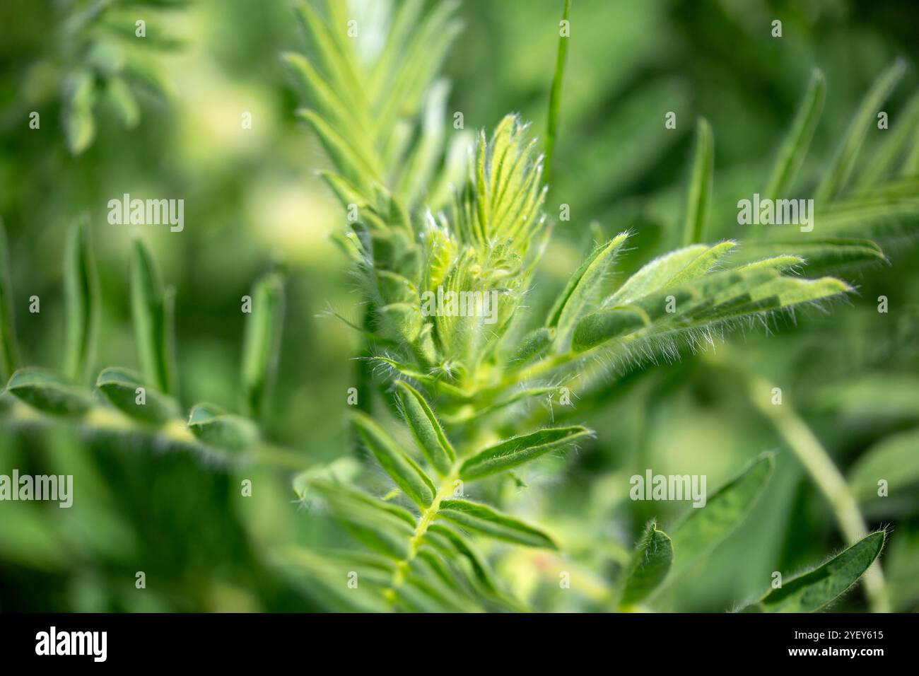 Gros plan sur l'Astragalus. Aussi appelé vesce de lait, épine de chèvre ou vigne-comme. Fond vert printemps. Plante sauvage. Banque D'Images