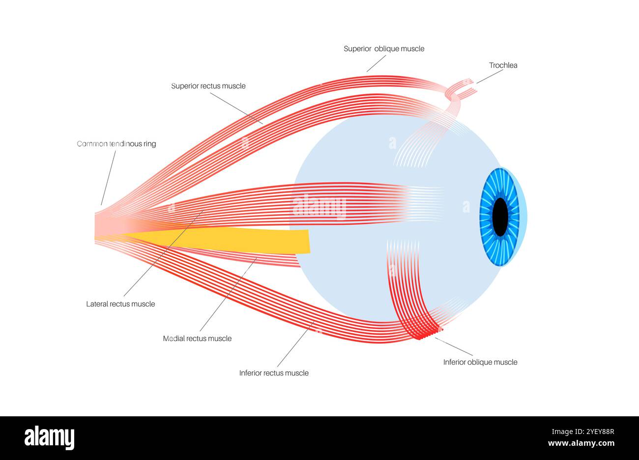 Anatomie des muscles extra oculaires Banque de photographies et d — free download