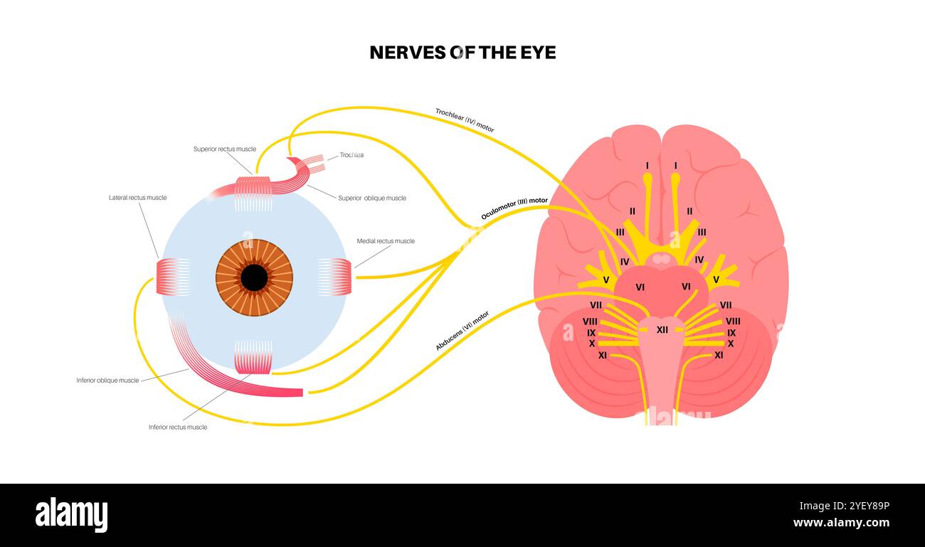 Nerf D'arnold Et Oeil Qui Pleure Illustration des nerfs moteurs de l'œil, y compris les nerfs abducens