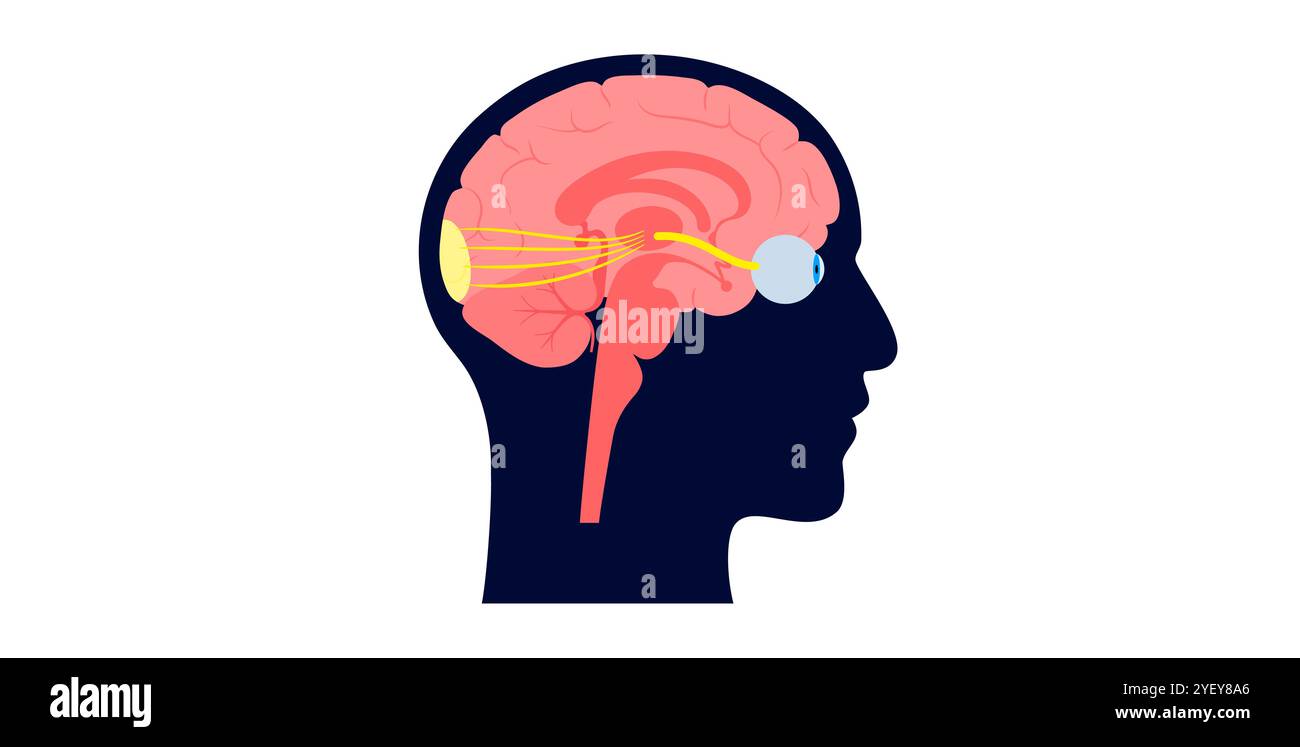 Illustration de l'anatomie du nerf optique. Les nerfs optiques envoient des messages visuels de l'œil au cerveau. Banque D'Images