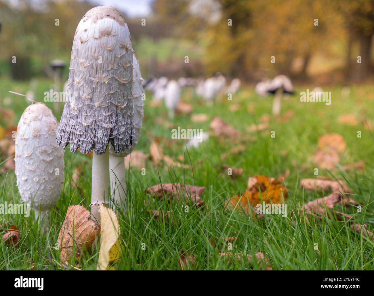 Défrichement boisé avec divers champignons poussant ensemble. Banque D'Images