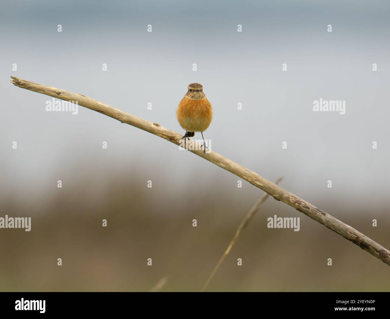 Stonechat sur une branche [ saxicola torquata ] à la plage de Severn près de Bristol au Royaume-Uni Banque D'Images