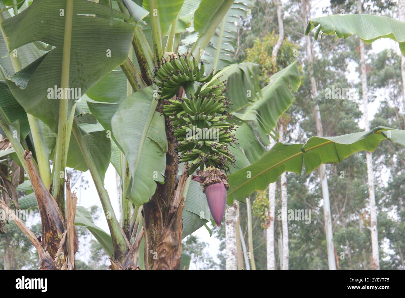 Bananes encore sur l'arbre Banque D'Images