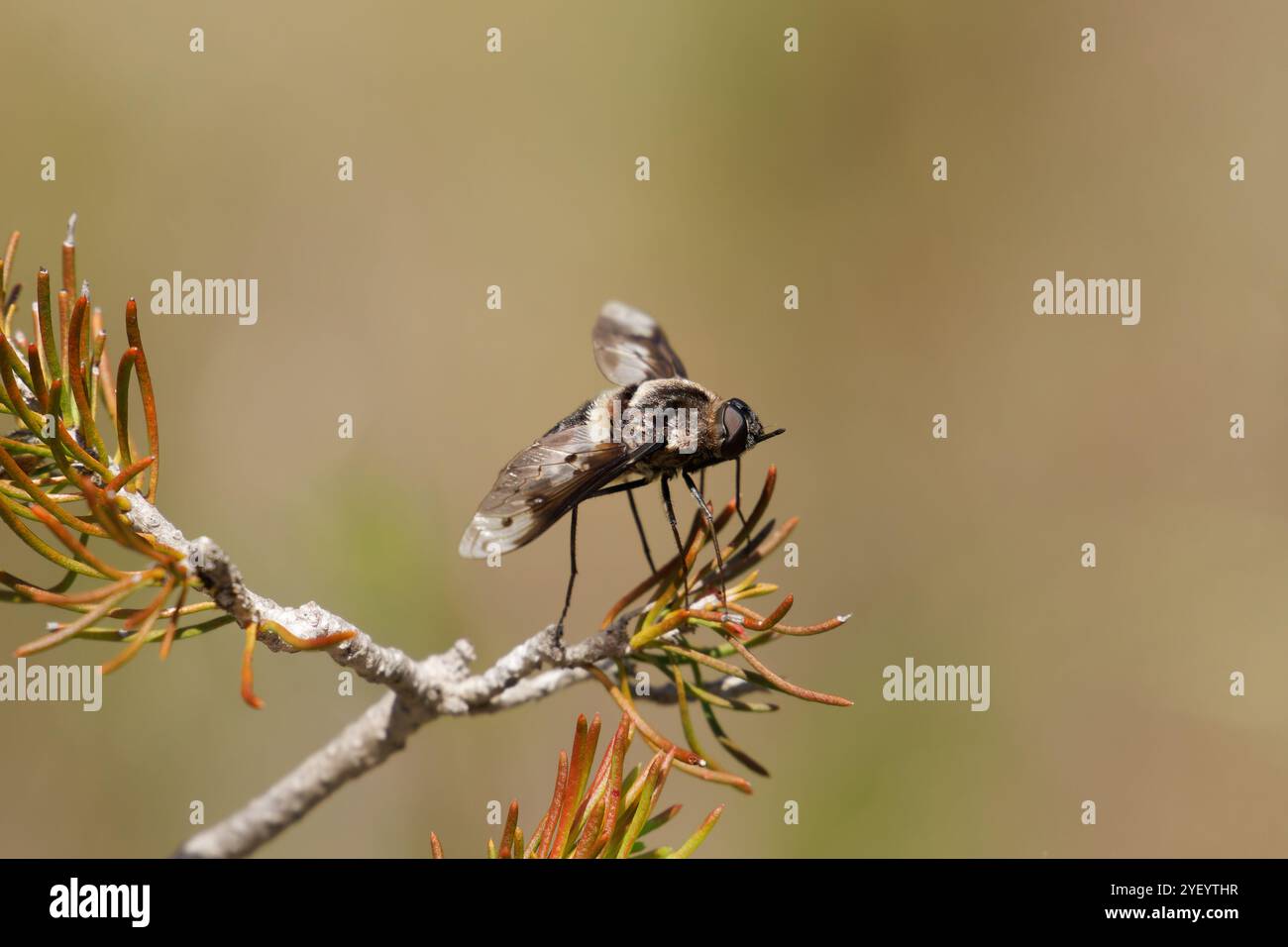 Bee Fly a atterri sur la plante Banque D'Images