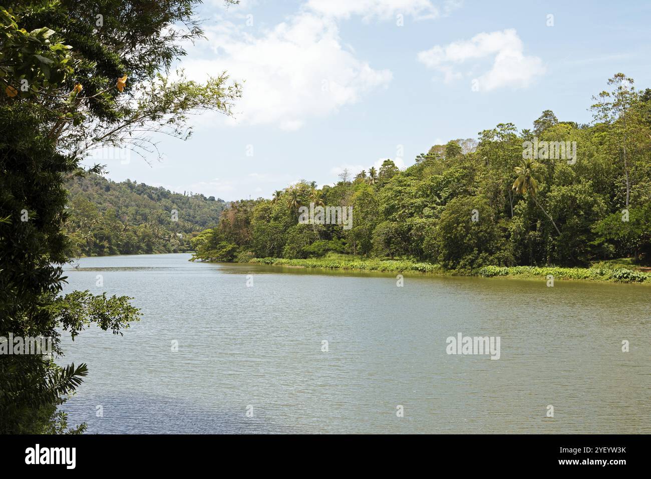 Paysage de jungle près de la rivière Mahaweli, Kandy, Province centrale, Sri Lanka, Asie Banque D'Images
