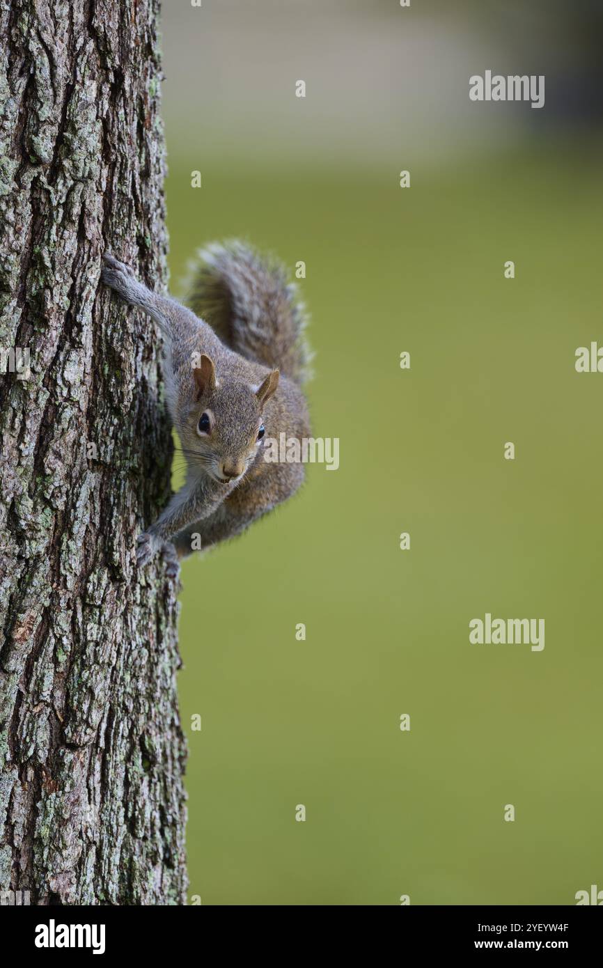 Écureuil gris américain (Sciurus carolinensis), grimpant sur un tronc d'arbre dans un environnement naturel, Pembroke Pines, Floride, États-Unis, Amérique du Nord Banque D'Images