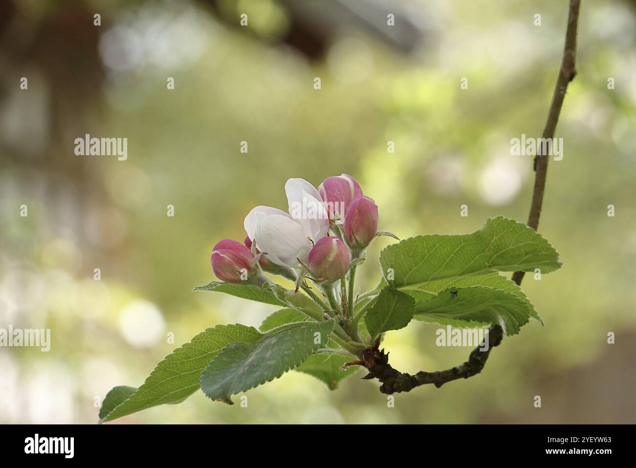 Fleurs de pommiers (Malus), fleurs rouges encore fermées et fleurs blanches ouvertes avec bokeh en arrière-plan, Wilnsdorf, Rhénanie du Nord-Westphalie, Allemagne, EUR Banque D'Images
