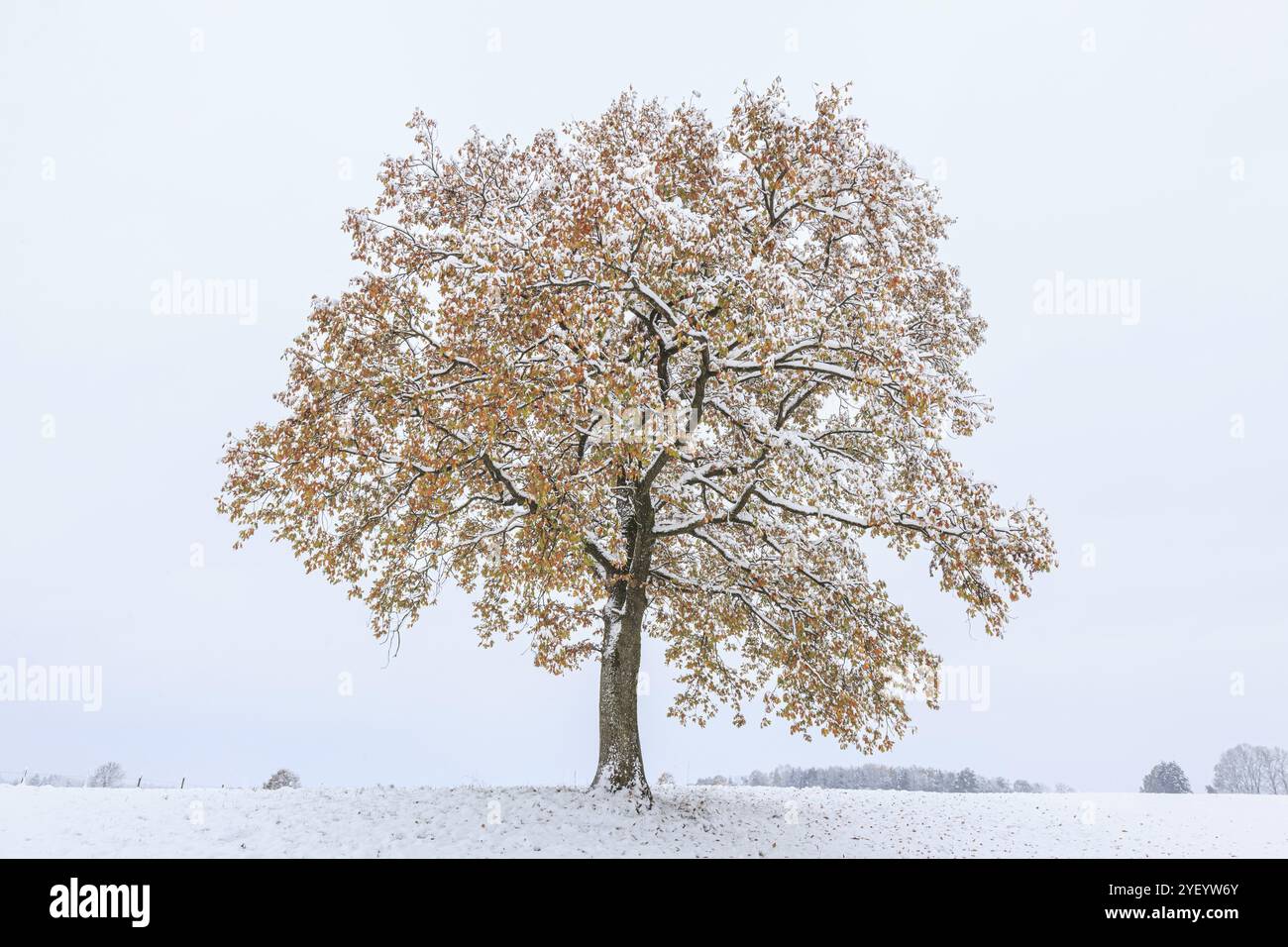 Arbre couleur automne, neige, neige, automne, lagune Loisach-Lake Kochel, contreforts alpins, Bavière, Allemagne, Europe Banque D'Images