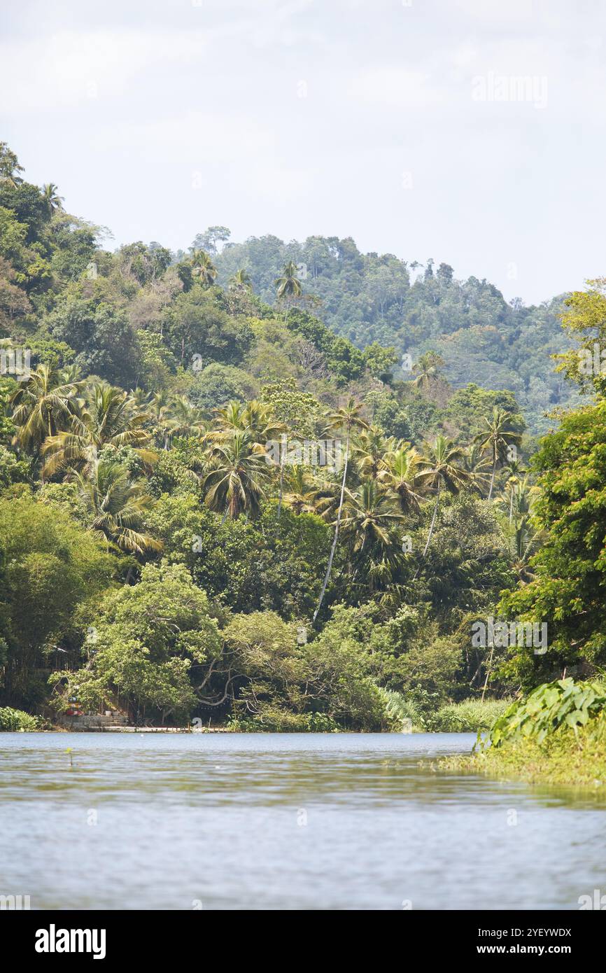 Paysage de jungle près de la rivière Mahaweli, Kandy, Province centrale, Sri Lanka, Asie Banque D'Images