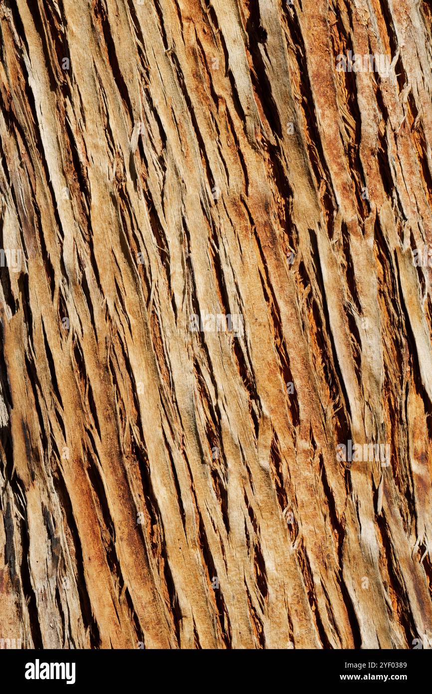 Textures d'écorce australienne provenant d'arbres Banque D'Images