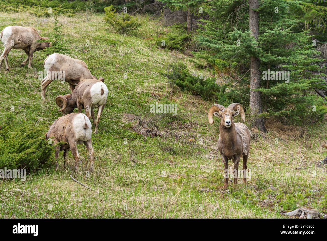 Un groupe de moutons de Bighorn (bélier, mâle) cherchant dans la forêt en été. Parc national Jasper, Alberta, Canada. Les Rocheuses canadiennes. Banque D'Images