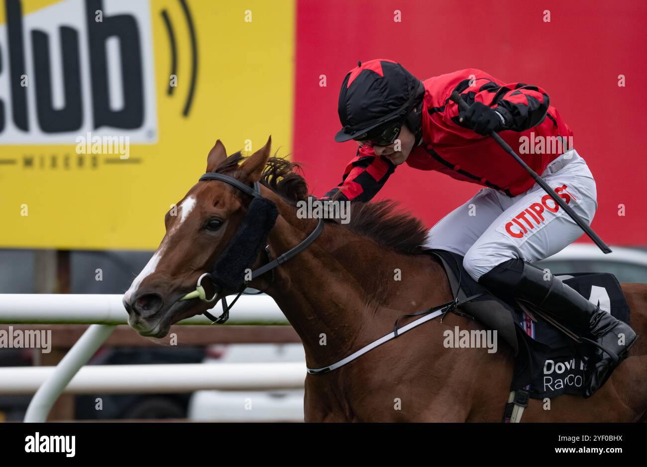 Down Royal, Irlande du Nord. Samedi 2 novembre 2024. Prairie Angel et Danny Mullins remportent le 3-Y-O haie du conseil municipal de Lisburn et Castlereagh pour l'entraîneur Joseph Patrick O'Brien et les propriétaires Sean Sweeney & Kieran O'Hare crédit : JTW Equine images/Alamy Live News crédit : JTW Equine images/Alamy Live News crédit : JTW Equine images/Alamy Live News Banque D'Images