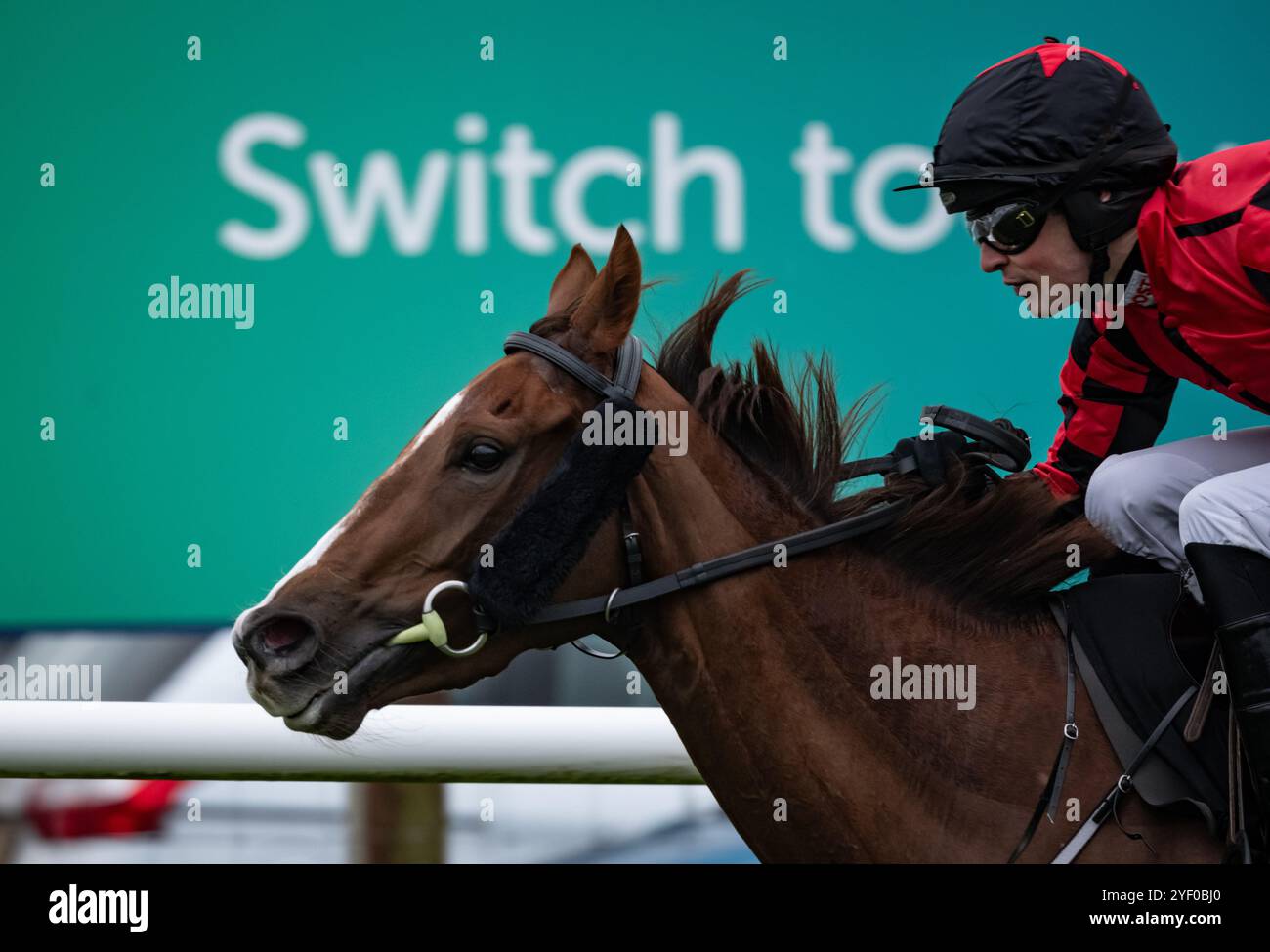 Down Royal, Irlande du Nord. Samedi 2 novembre 2024. Prairie Angel et Danny Mullins remportent le 3-Y-O haie du conseil municipal de Lisburn et Castlereagh pour l'entraîneur Joseph Patrick O'Brien et les propriétaires Sean Sweeney & Kieran O'Hare crédit : JTW Equine images/Alamy Live News crédit : JTW Equine images/Alamy Live News crédit : JTW Equine images/Alamy Live News Banque D'Images