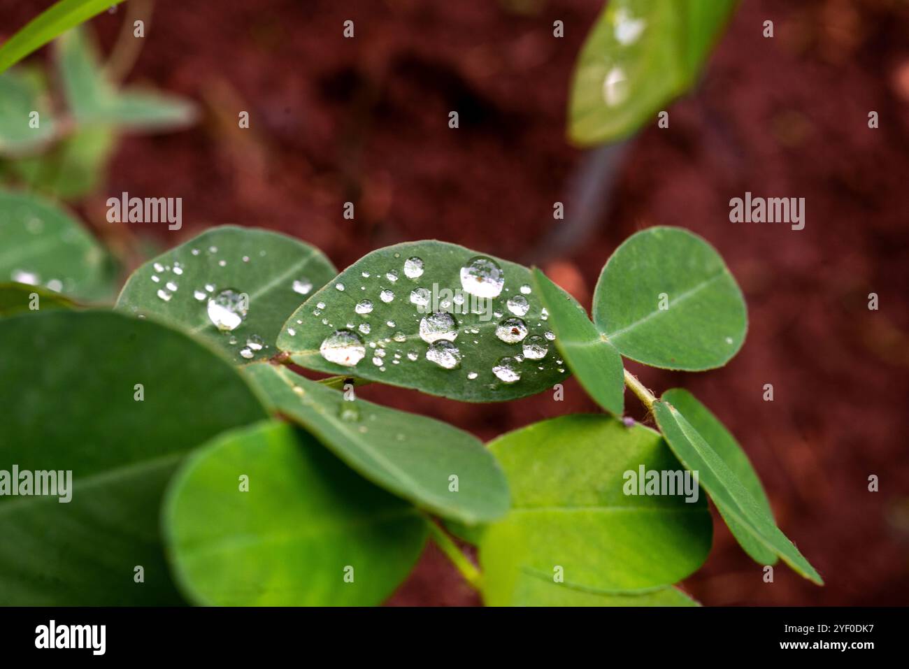 Gouttes de pluie sur les feuilles de noix - arachide (Arachis hypogaea ) - Kampala Ouganda Banque D'Images