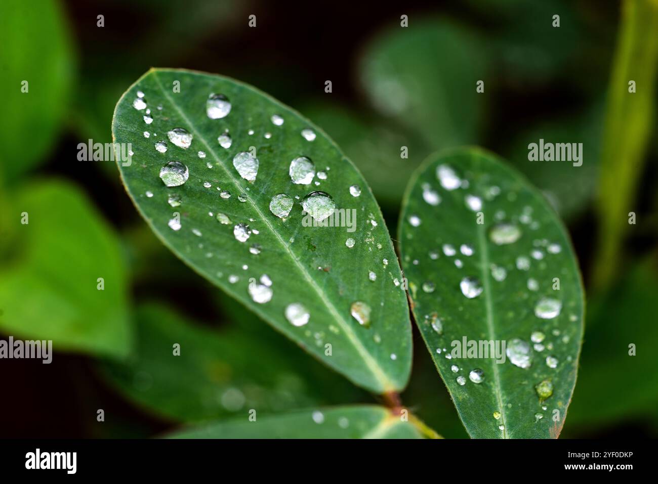 Gouttes de pluie sur les feuilles de noix - arachide (Arachis hypogaea ) - Kampala Ouganda Banque D'Images