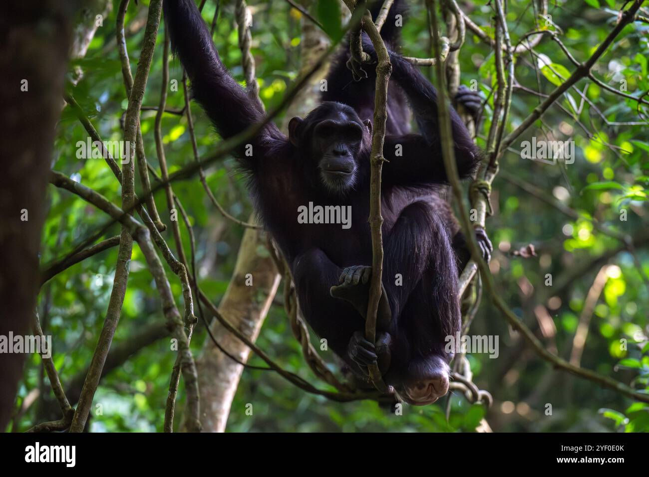 Chimpanzé de la forêt de Bugondo debout dans les arbres. Banque D'Images