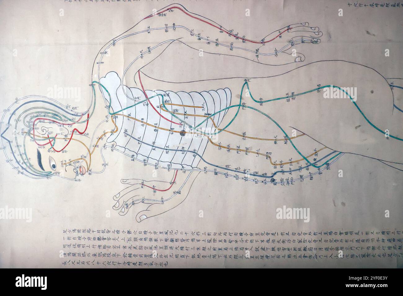 Musée Guimet. Schéma des méridiens du corps humain. Japon 19 e siècle. Paris. France. Banque D'Images