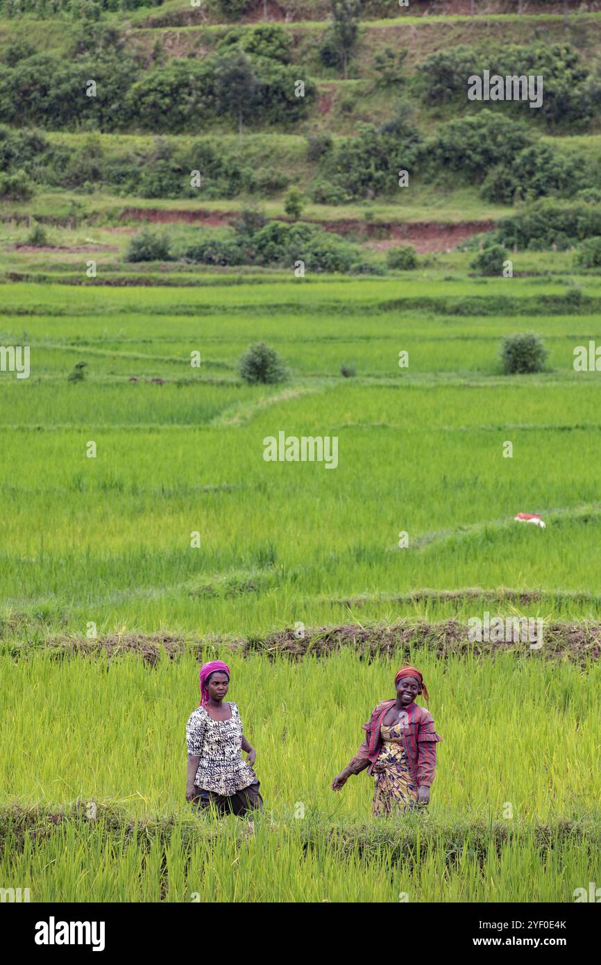 Agriculteurs dans les rizières près de Muhanga, Rwanda. Banque D'Images