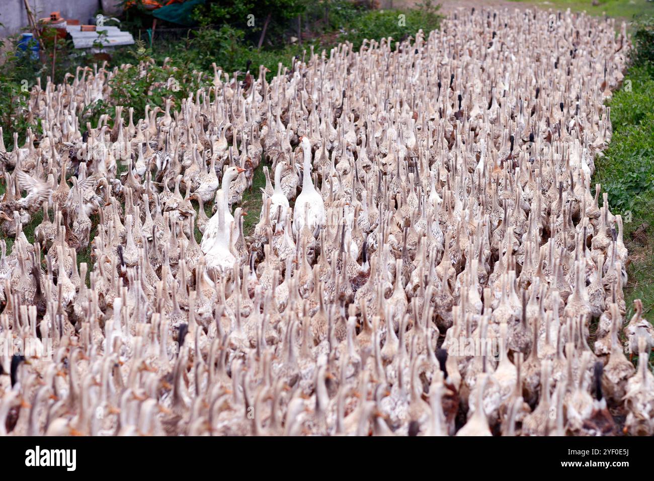 Beaucoup de canards au vietnam, concept de ferme d'industrie. Banque D'Images