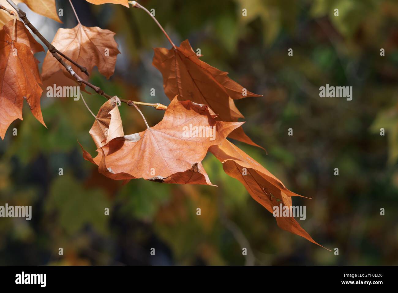 Diagonale des feuilles d'automne sur la branche d'un platane Platanus x hispanica, Alcoy, Espagne Banque D'Images