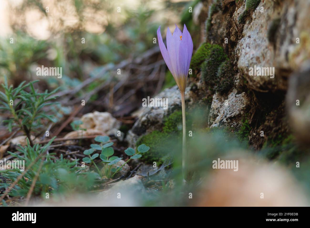 Fleur d'automne de safran sauvage Crocus serotinus à côté de roche avec mousse, Alcoy, Espagne Banque D'Images