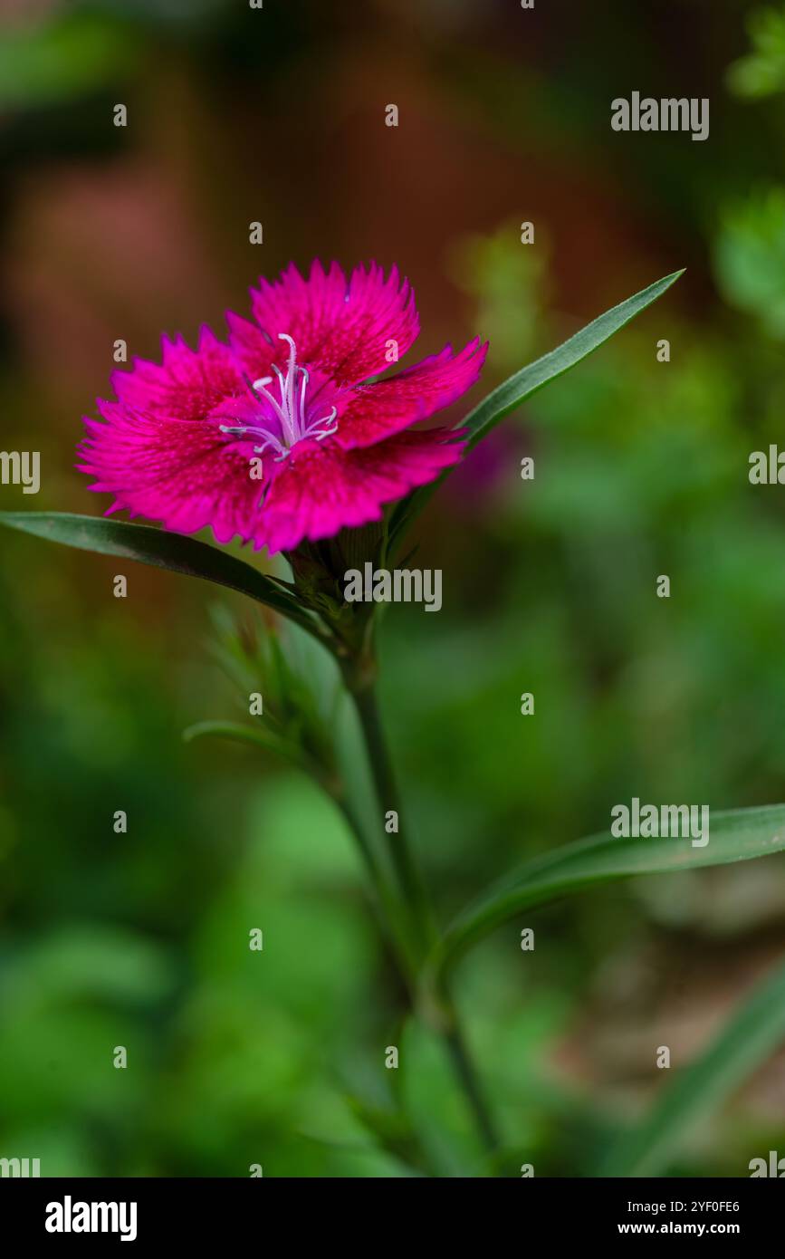 Fleur rose japonaise ( Dianthus chinensis ) Kampala Ouganda Banque D'Images
