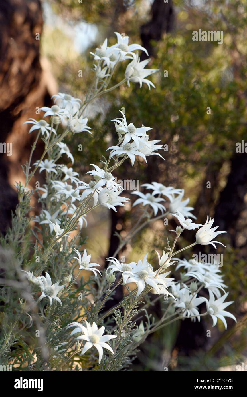 Fleurs sauvages de flanelle indigènes australiennes, Actinotus helianthi, famille des Apiaceae, dans les bois de Sydney sur les sols de grès de Hawkesbury. Endémique de la Nouvelle-Galles du Sud Banque D'Images
