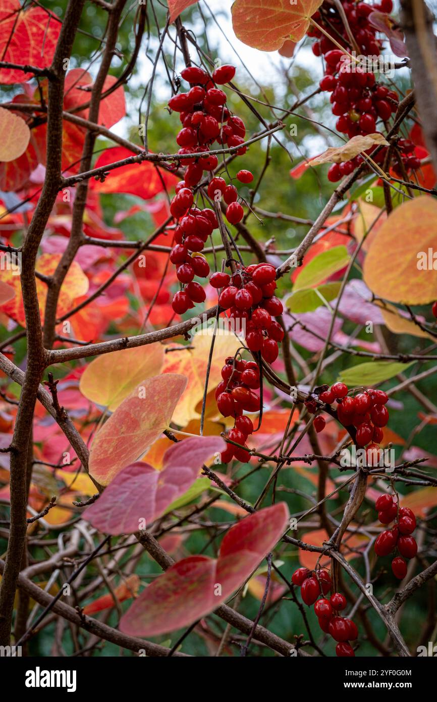 Bryony noir, Dioscorea communis, baies grimpant aux arbres en automne Banque D'Images