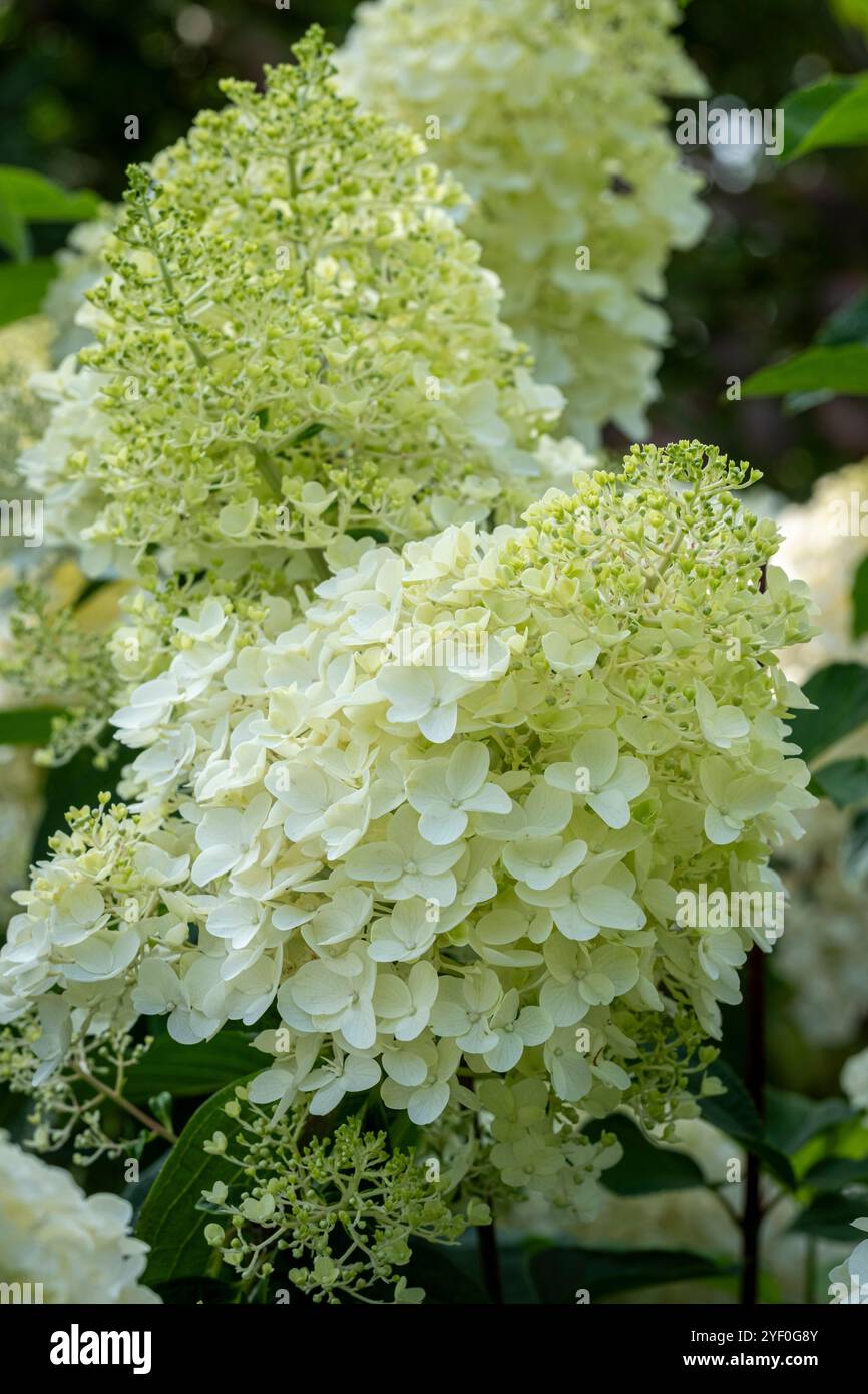 L'Hydrangea paniculata 'Silver Dollar" Banque D'Images