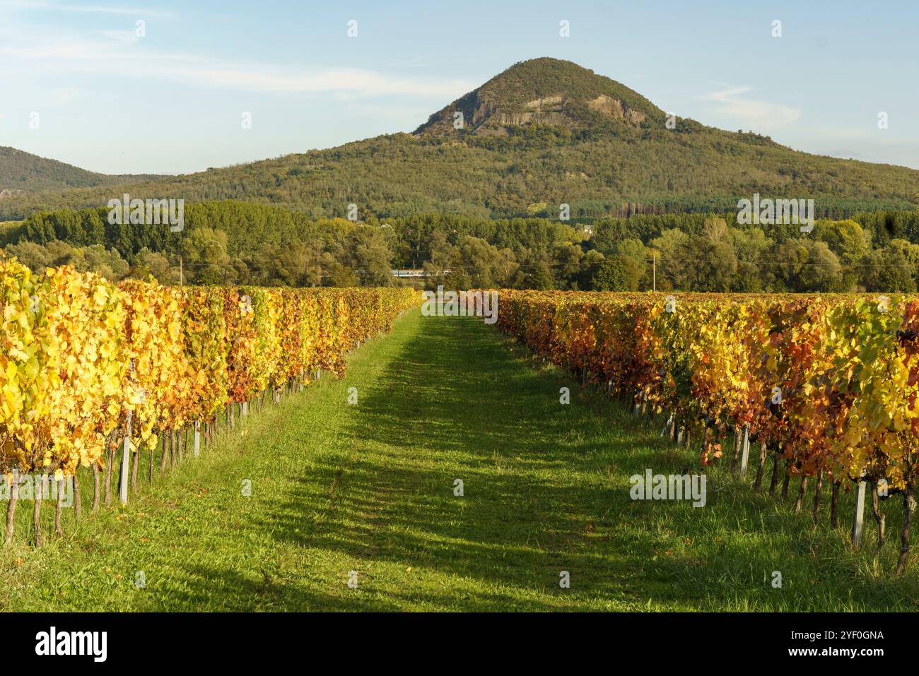 Vignobles à l'automne dans les hautes terres de Balaton. Célèbre Tanuhegyek sur le fond Banque D'Images