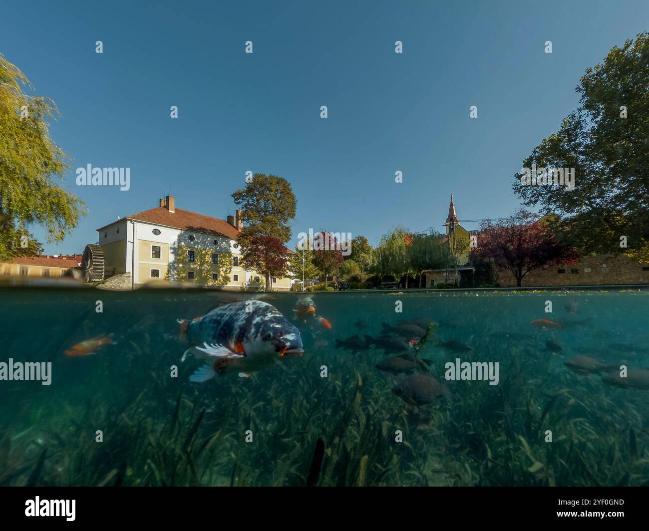 Une photo unique du lac Malom à Tapolca, Hongrie. Un plan à moitié au-dessus, à moitié au-dessous montrant des poissons et le centre commercial. Banque D'Images