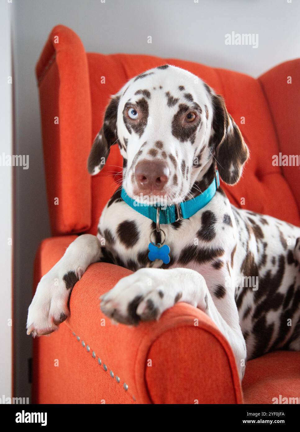 Portrait d'un chien dalmate brun assis dans un fauteuil orange Banque D'Images