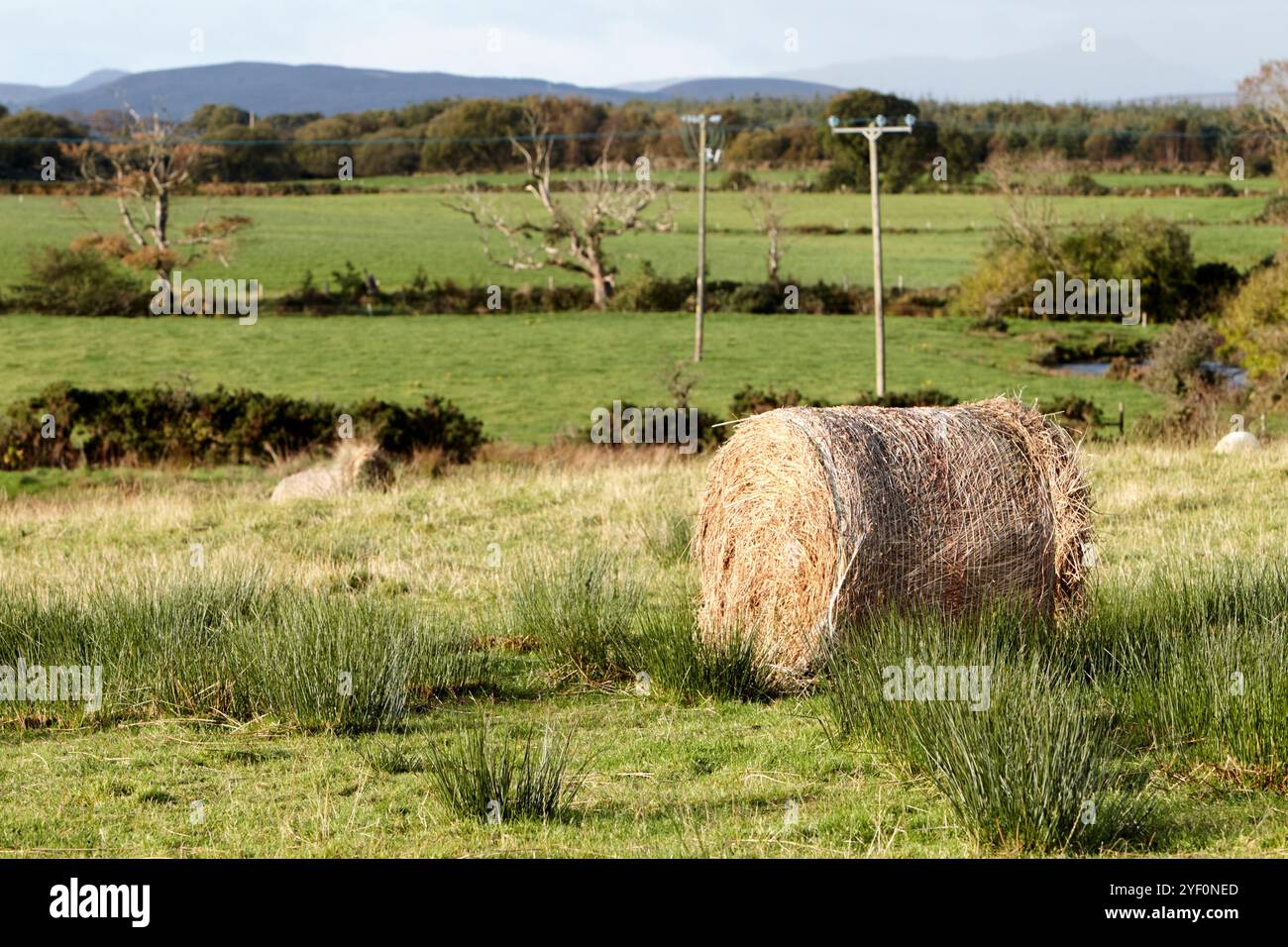 balles de paille roulées pour l'alimentation des bovins d'hiver dans le champ de culdaff marécageux, comté de donegal, république d'irlande Banque D'Images