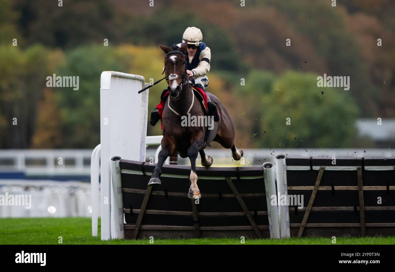 Ascot, Royaume-Uni, samedi 2 novembre 2024 ; Clap of Thunder et le jockey Sam Twiston-Davies remportent la haie des novices de GL Events pour l'entraîneur Nigel Twiston-Davies et le propriétaire Dash Grange Stud Crédit JTW Equine images / Alamy Live News. Banque D'Images