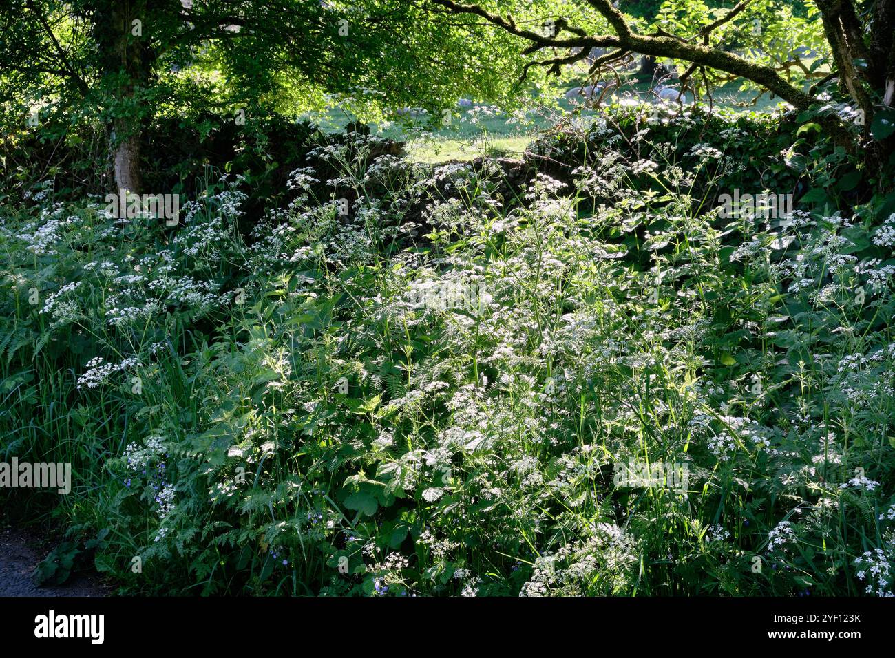 Dappled Sunlight hedgerow étude Silverdale Banque D'Images