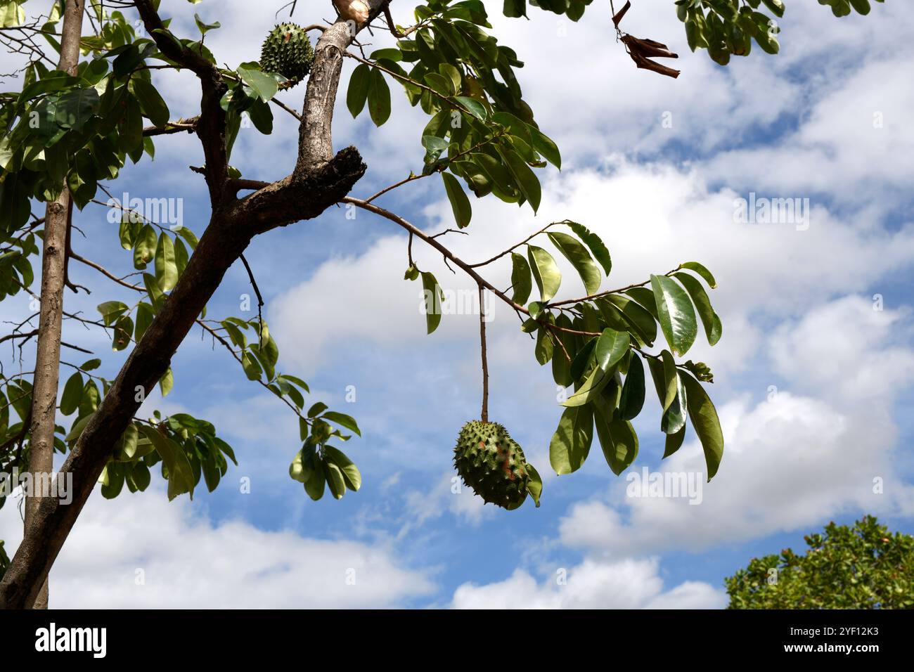 Soursop (Annona muricata) est un arbre à feuilles persistantes avec des fruits comestibles. Est originaire des Amériques tropicales et introduit dans d'autres régions tropicales. Cette photo Banque D'Images